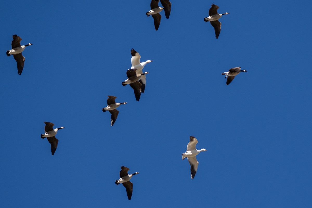 husa sněžní - ML646855212