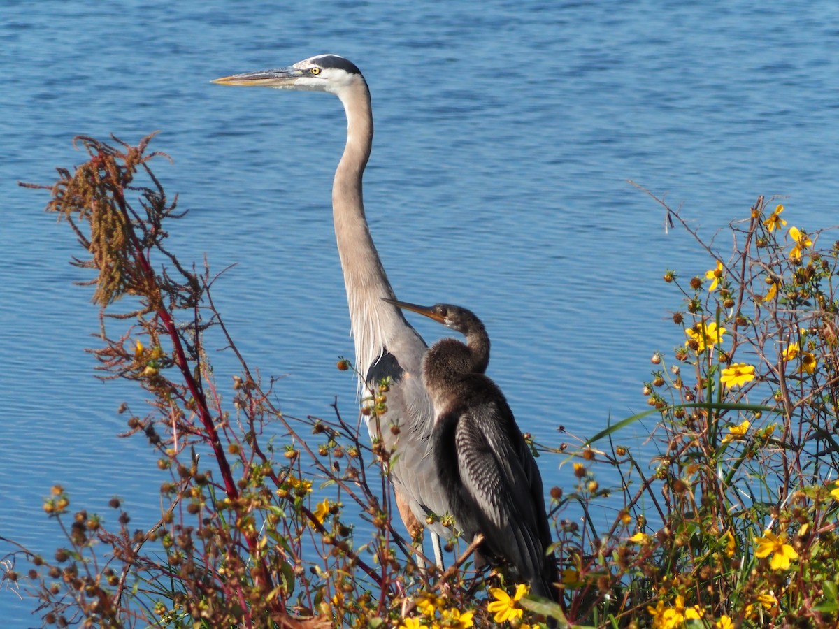 Anhinga - ML646855213