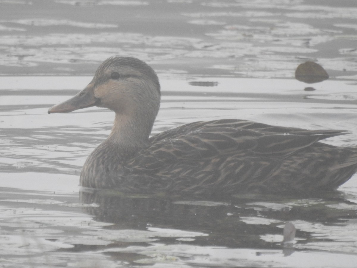 Mottled Duck - ML646855215
