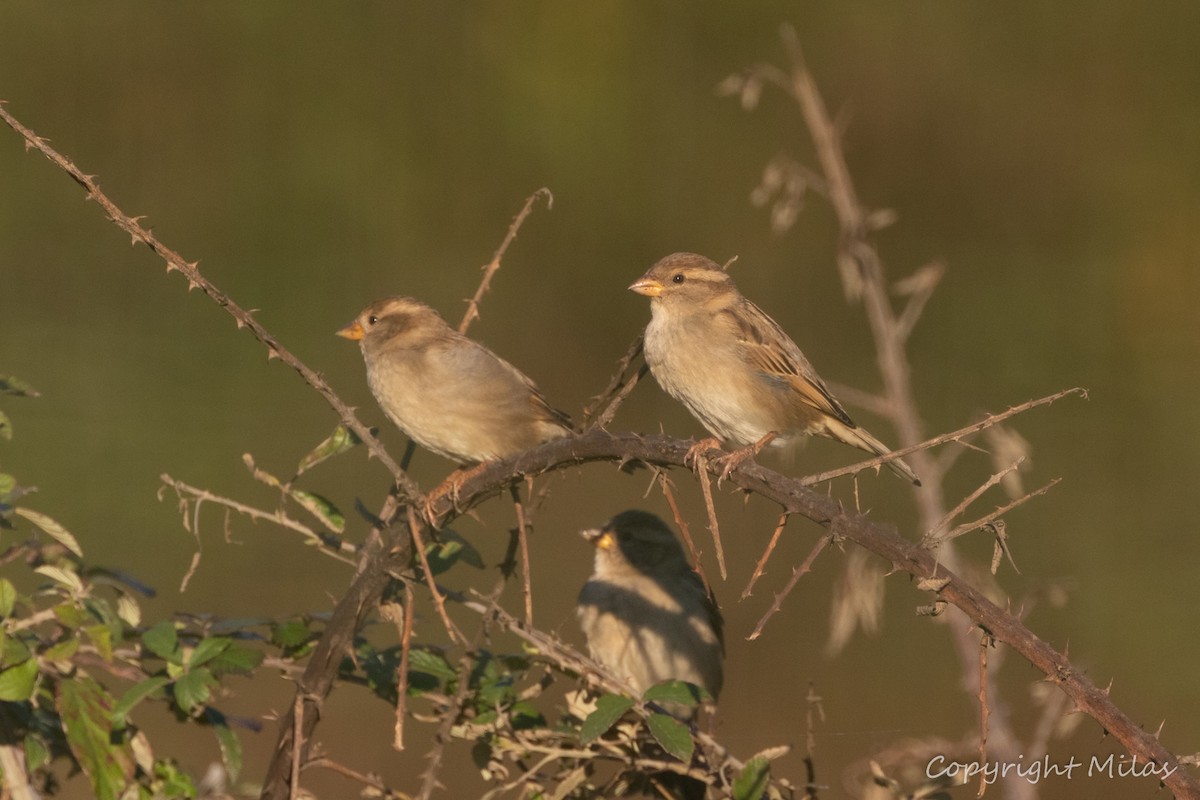 家麻雀 - ML646855216
