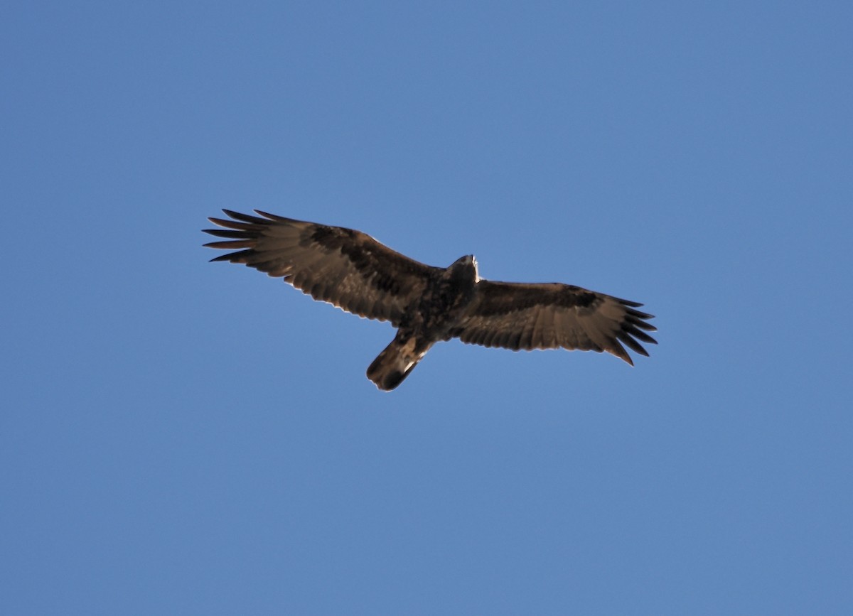 金鵰 - ML646855220