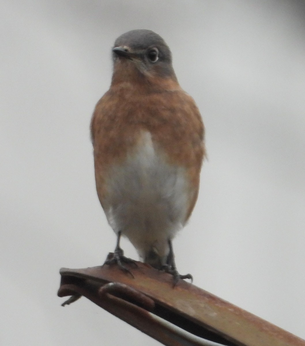 Azulejo Oriental - ML646855228