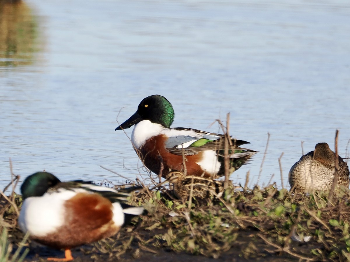 Northern Shoveler - ML646855230