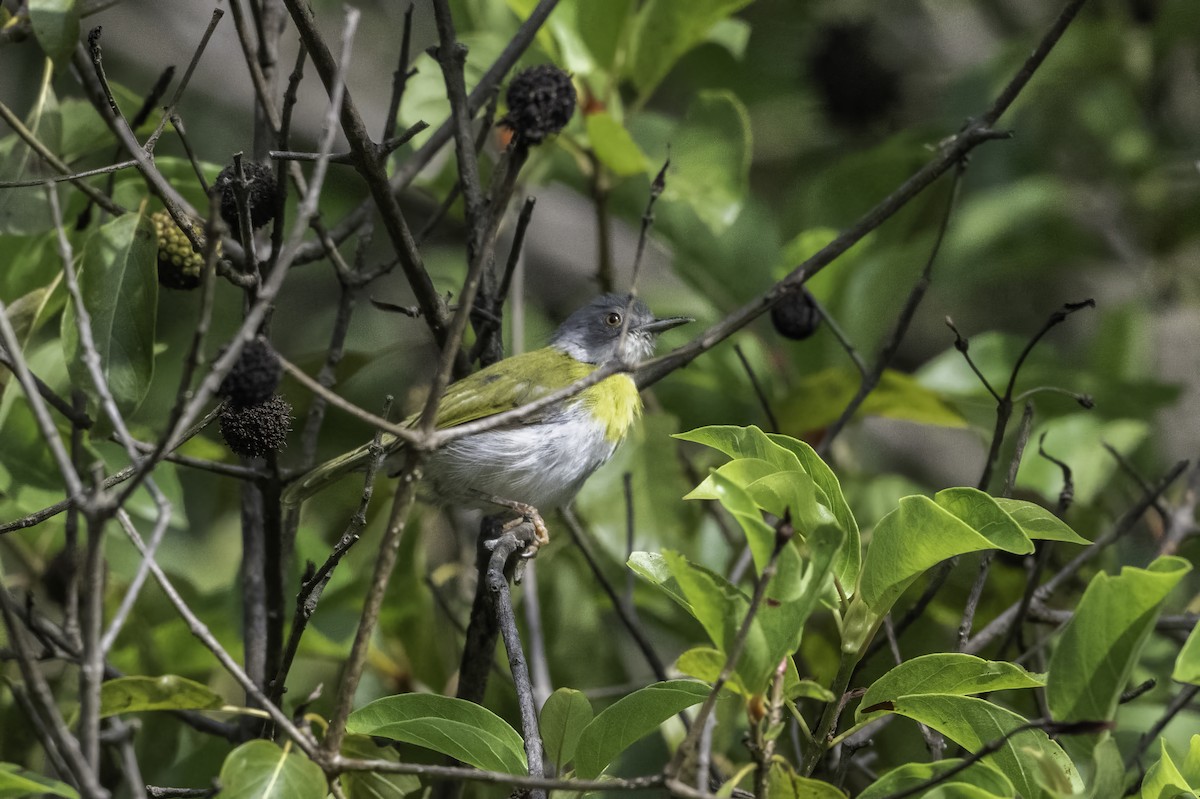 Желтогрудый апалис - ML646855231