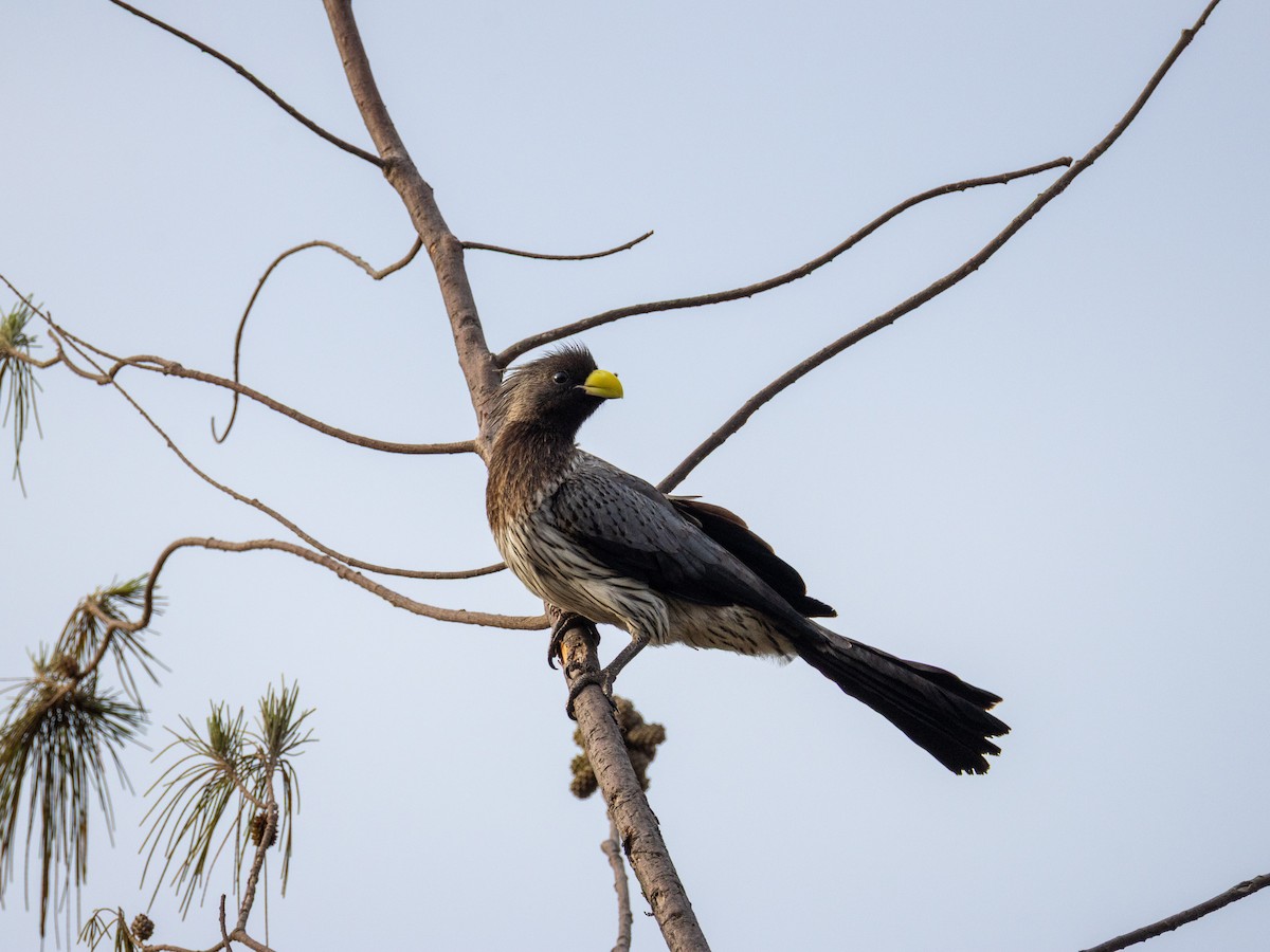 Western Plantain-eater - ML646855232