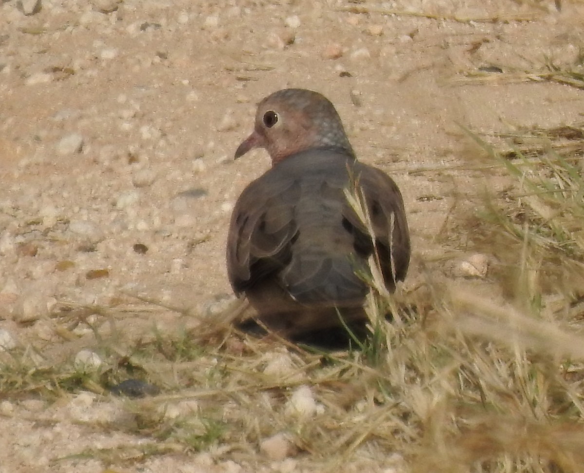 Common Ground Dove - ML646855234