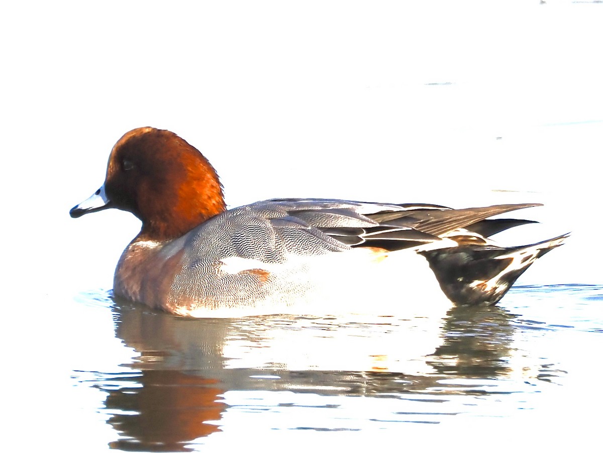 Eurasian Wigeon - ML646855235