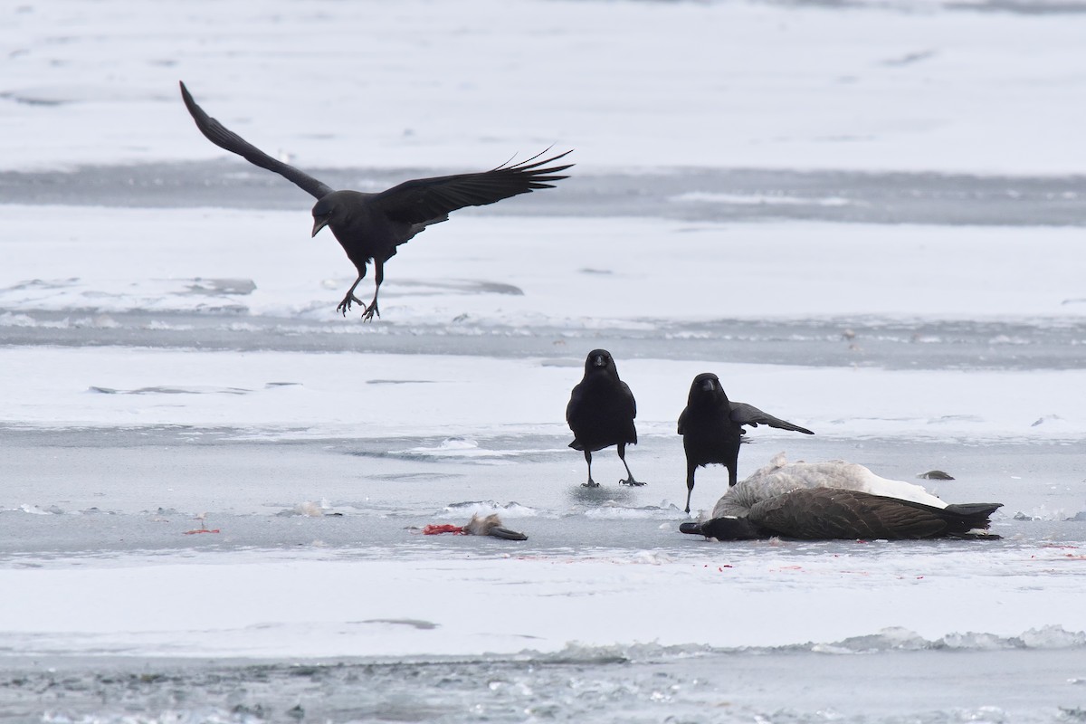 American Crow - ML646855238