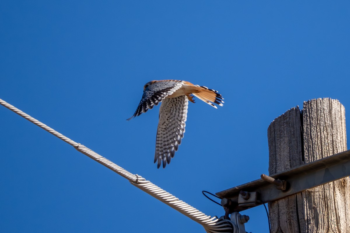 poštolka pestrá - ML646855239