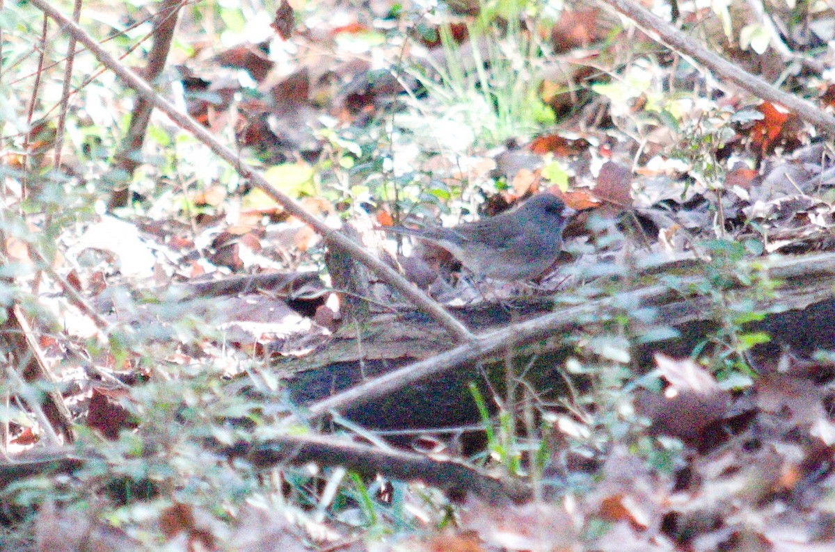 Dark-eyed Junco - ML646855244