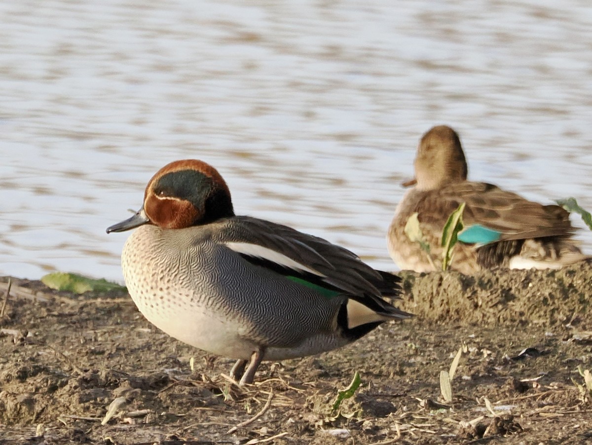 Green-winged Teal - ML646855248