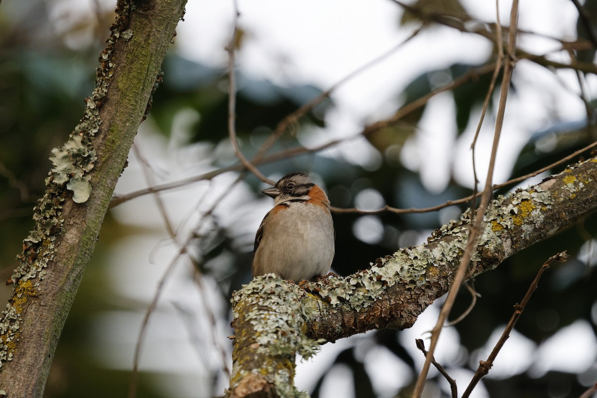 Rufous-collared Sparrow - ML646855250