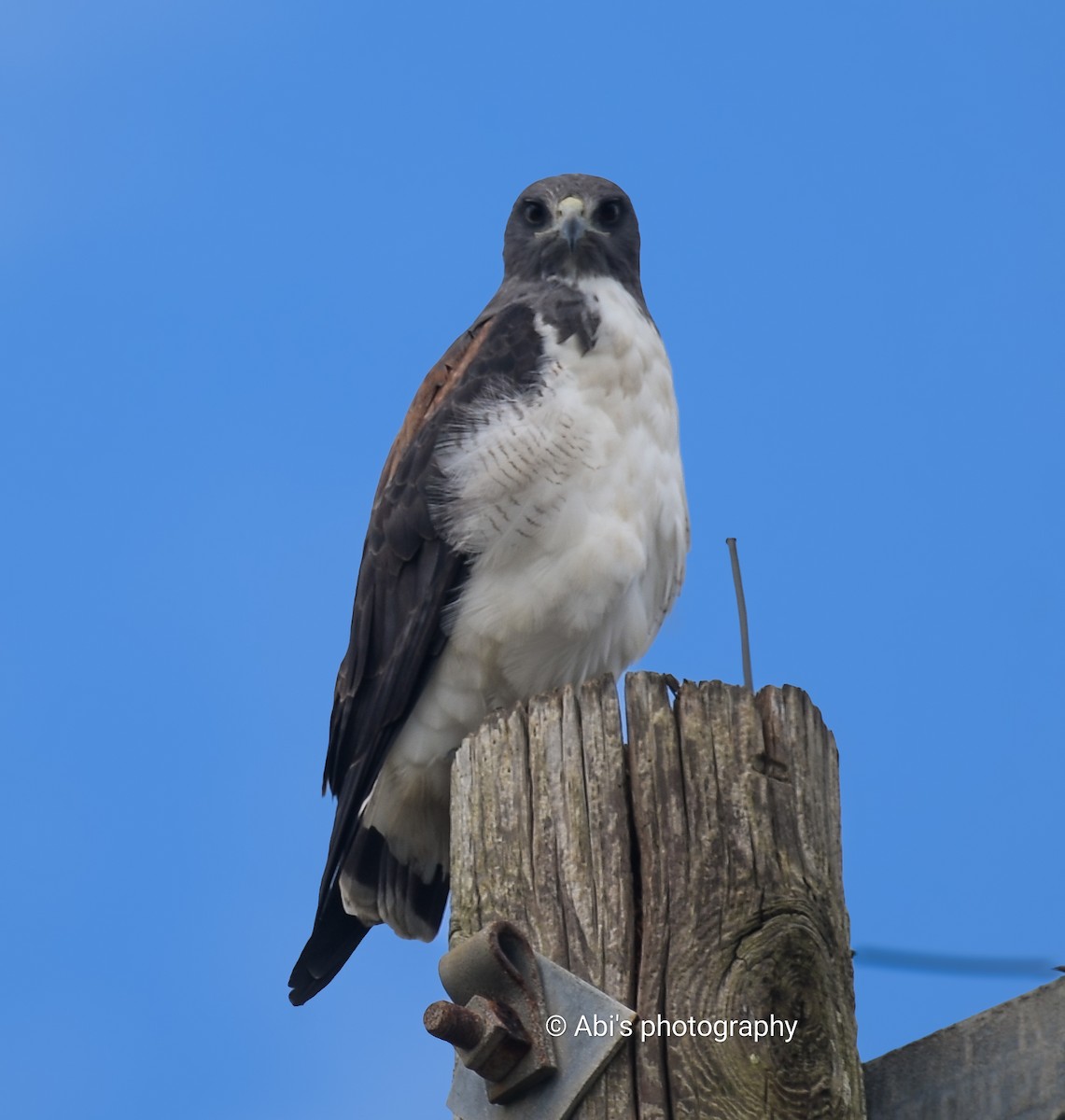 White-tailed Hawk - ML646855252