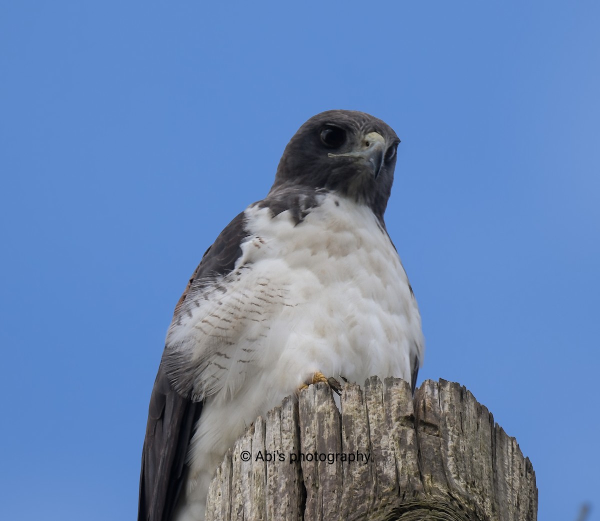 White-tailed Hawk - ML646855253