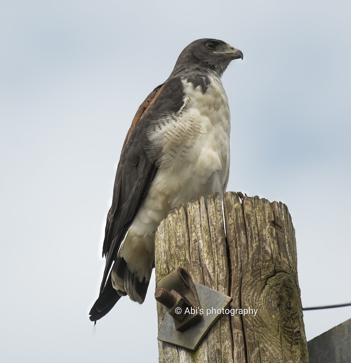 White-tailed Hawk - ML646855254