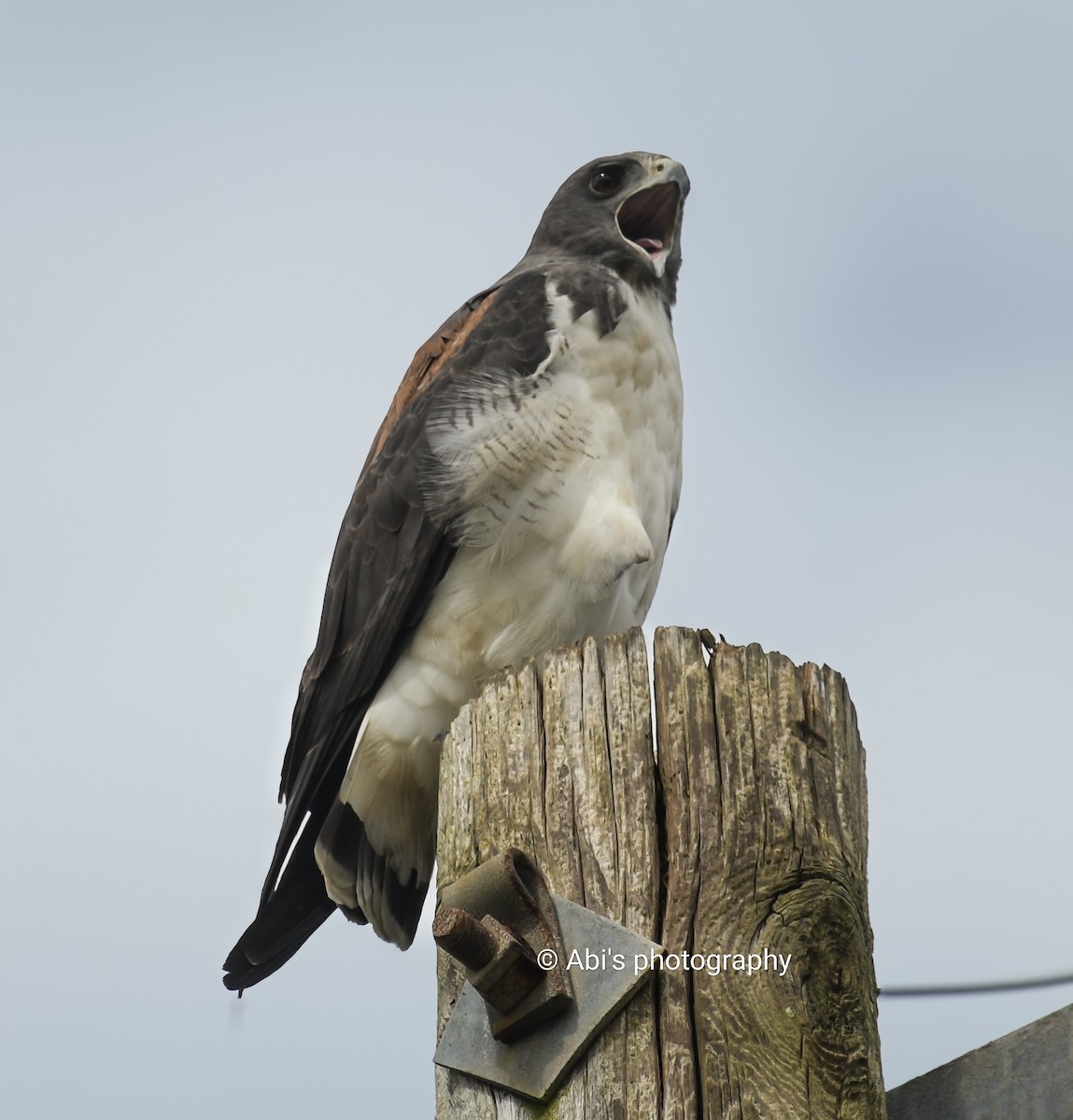 White-tailed Hawk - ML646855255