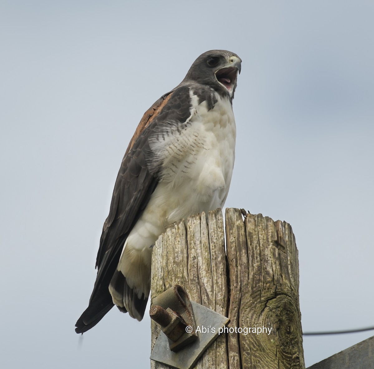 White-tailed Hawk - ML646855256