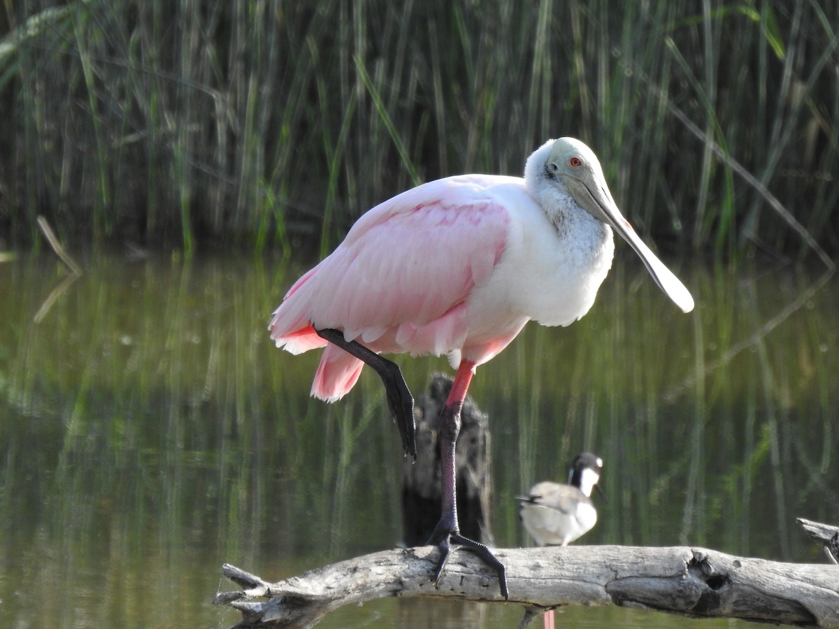 Roseate Spoonbill - ML646855261