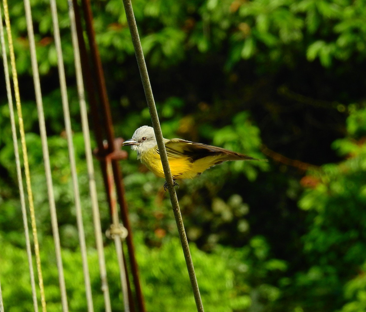 Tropical Kingbird - ML646855265