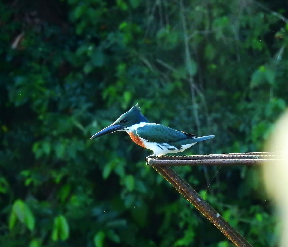 Amazon Kingfisher - ML646855266