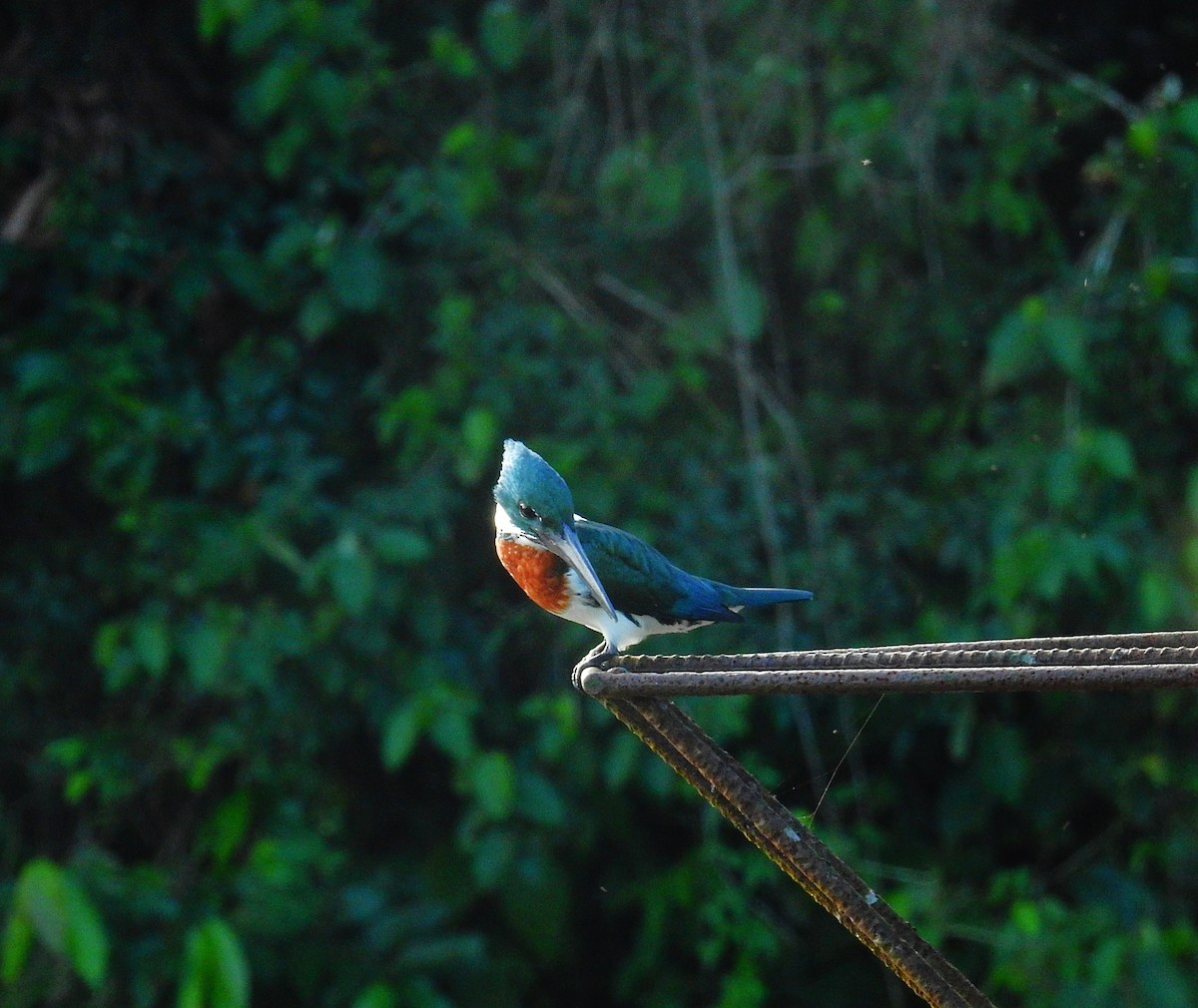 Amazon Kingfisher - ML646855267