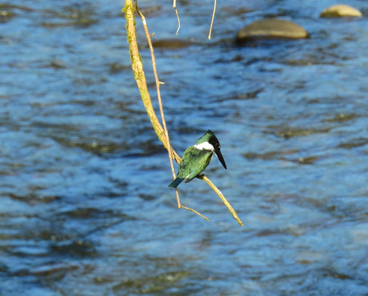 Neotropic Cormorant - ML646855268