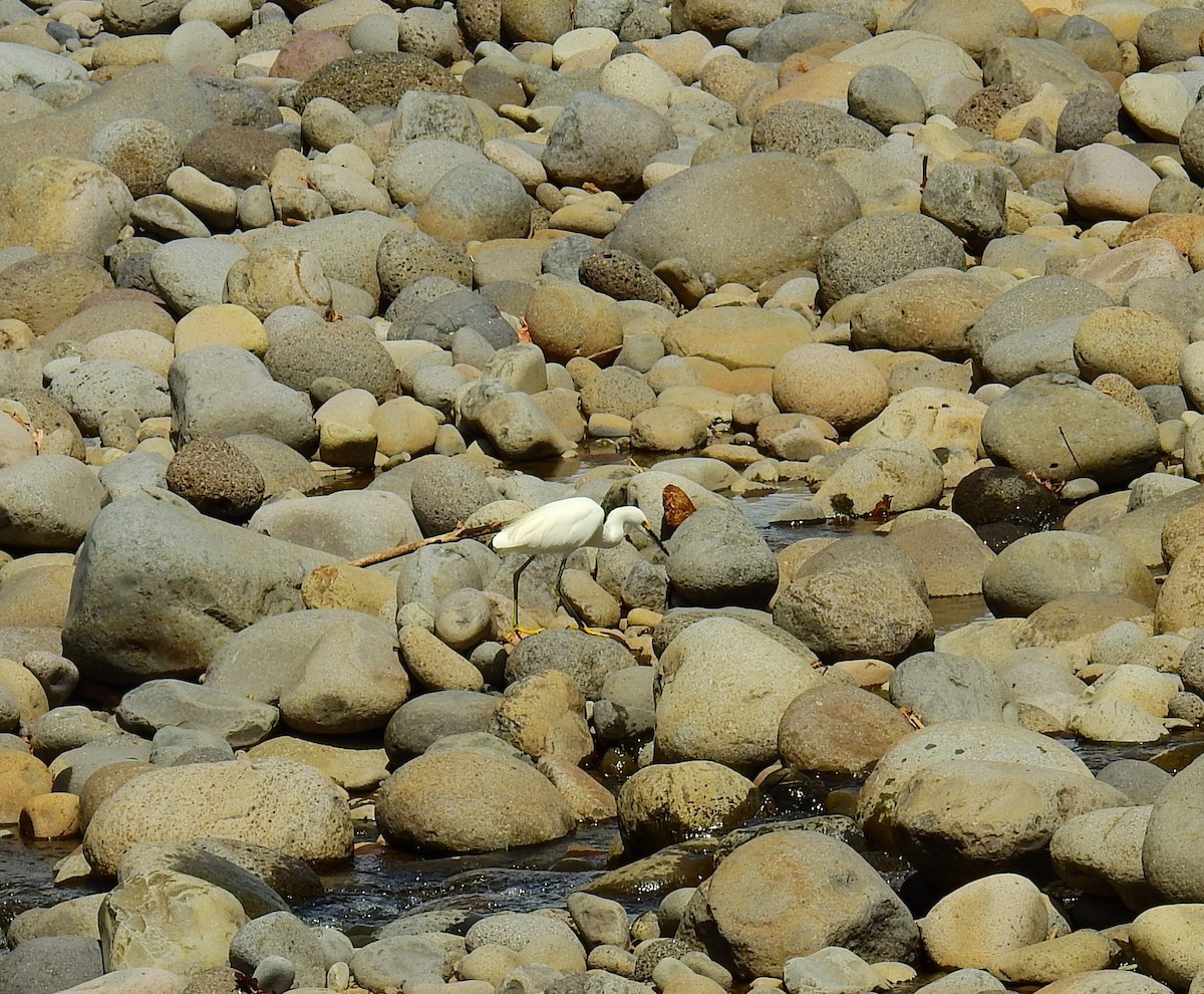 Neotropic Cormorant - ML646855269