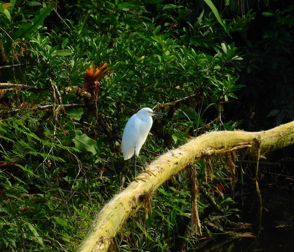 Snowy Egret - ML646855270