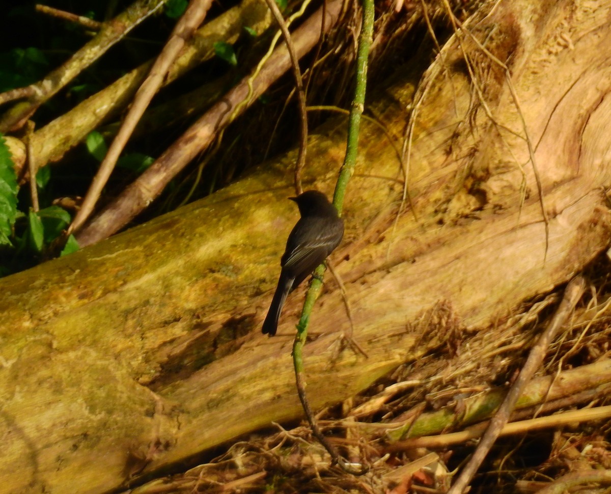 Black Phoebe - ML646855272