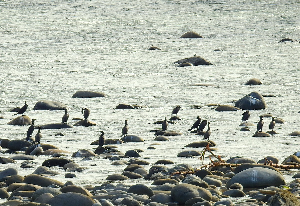 Neotropic Cormorant - ML646855273