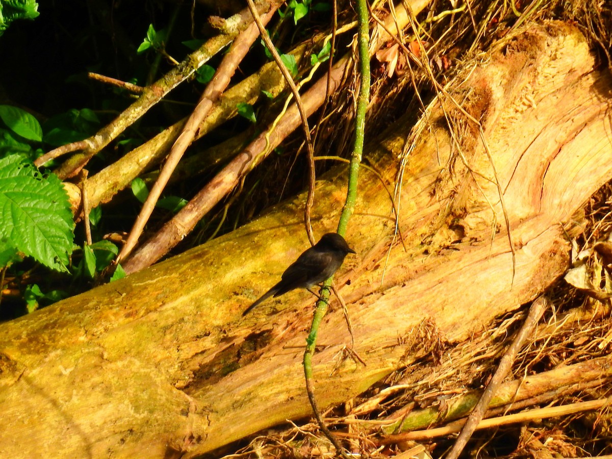 Neotropic Cormorant - ML646855274