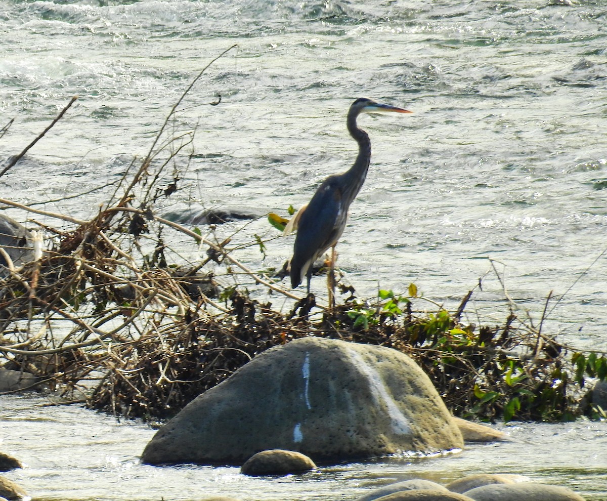 Neotropic Cormorant - ML646855275