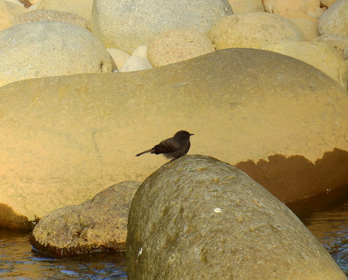 Neotropic Cormorant - ML646855276