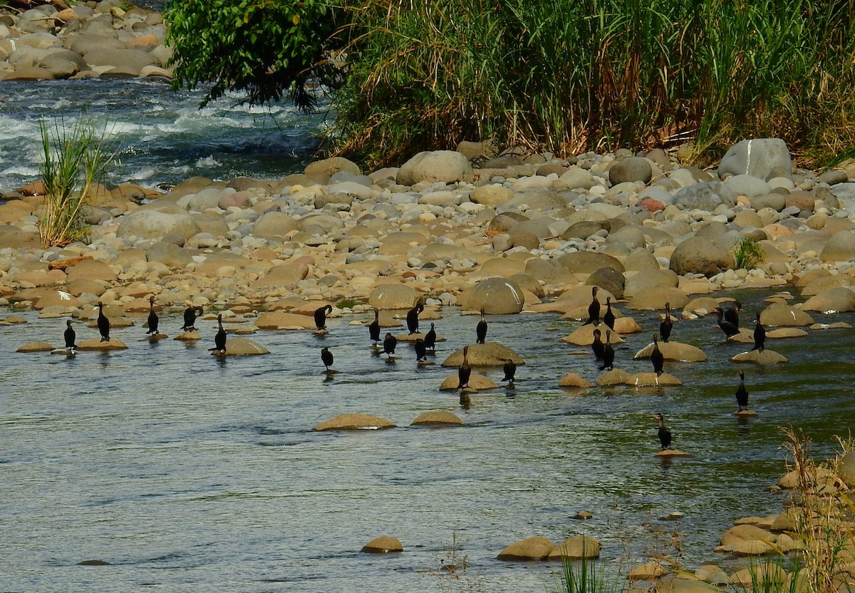 Neotropic Cormorant - ML646855277