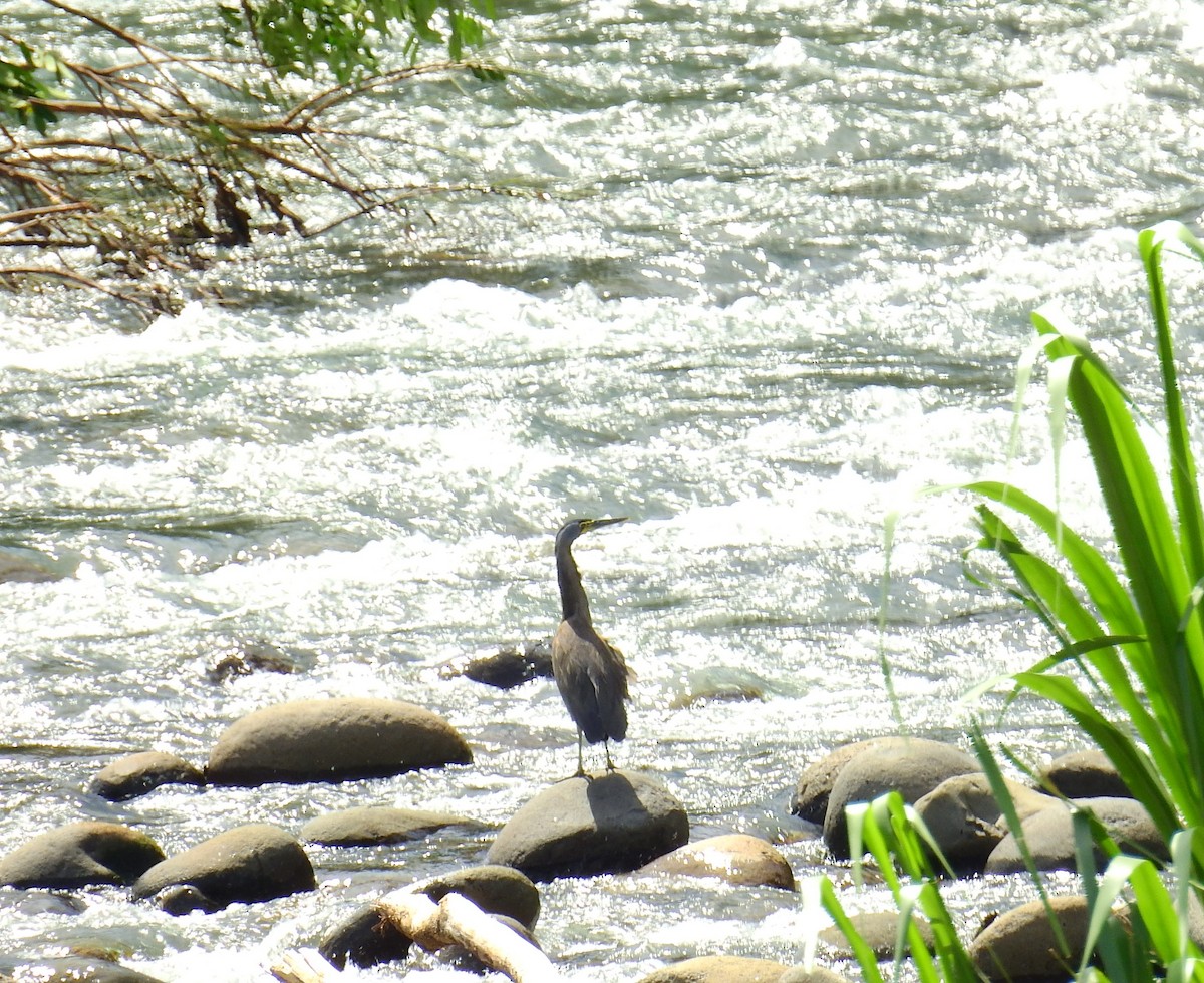 Bare-throated Tiger-Heron - ML646855278
