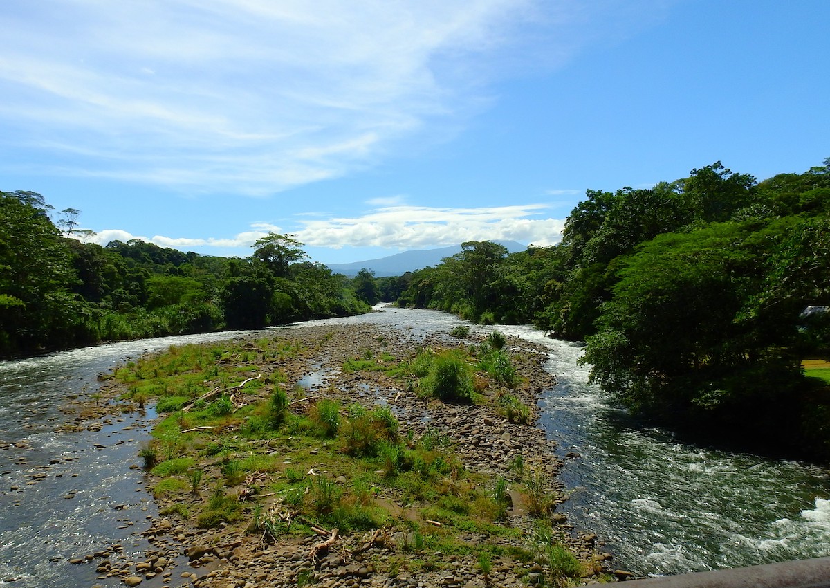 Neotropic Cormorant - ML646855279