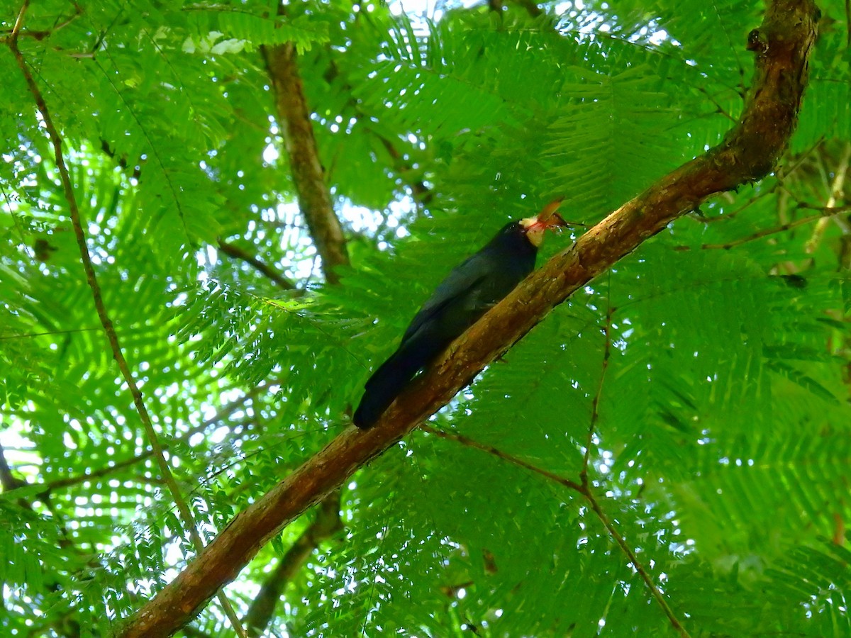 Neotropic Cormorant - ML646855280