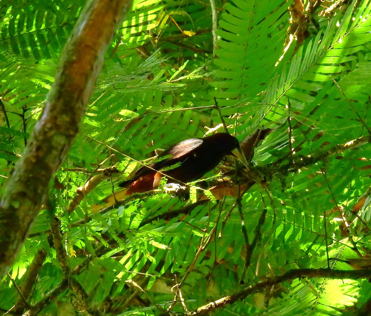 Neotropic Cormorant - ML646855281