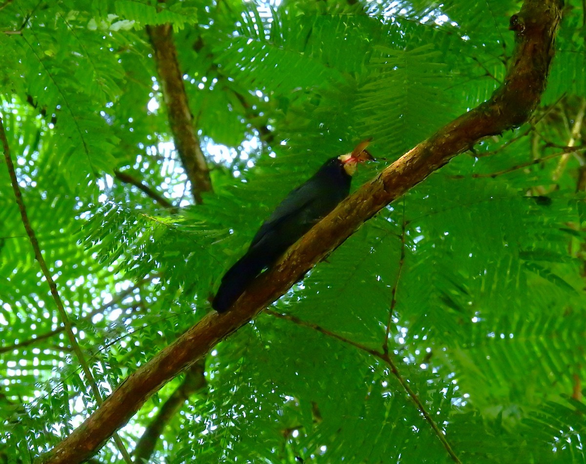 Neotropic Cormorant - ML646855282