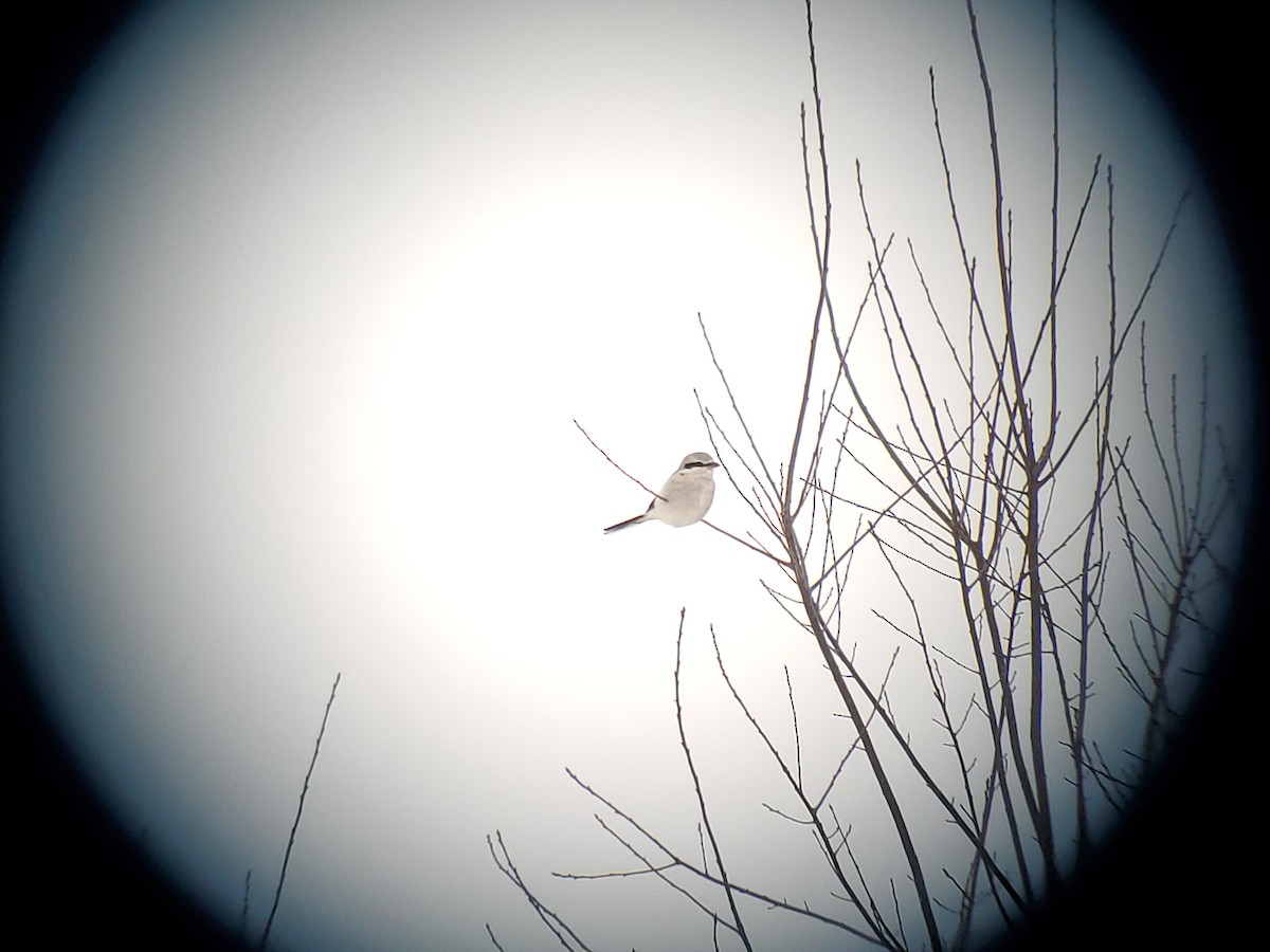 חנקן צפוני - ML646855283