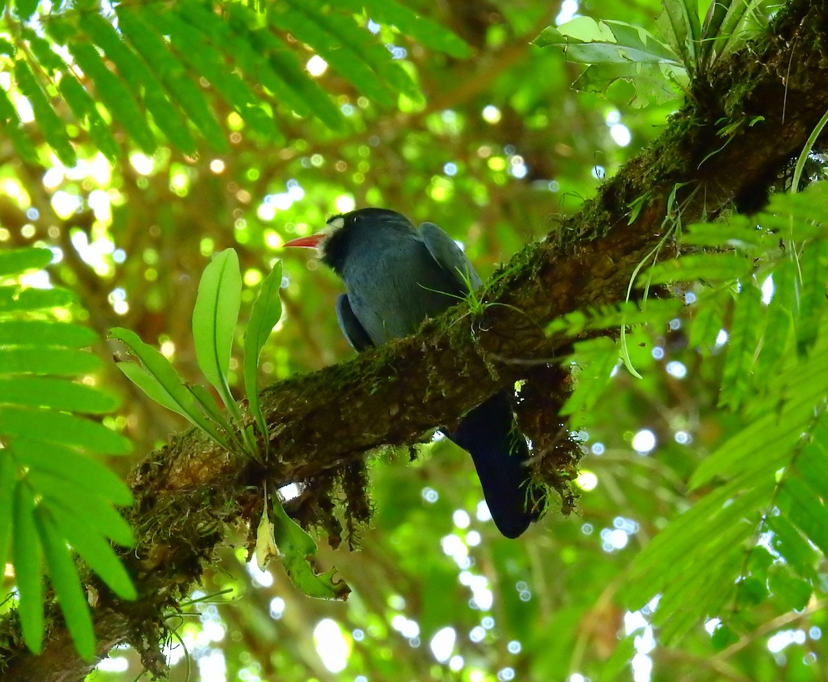 Neotropic Cormorant - ML646855284