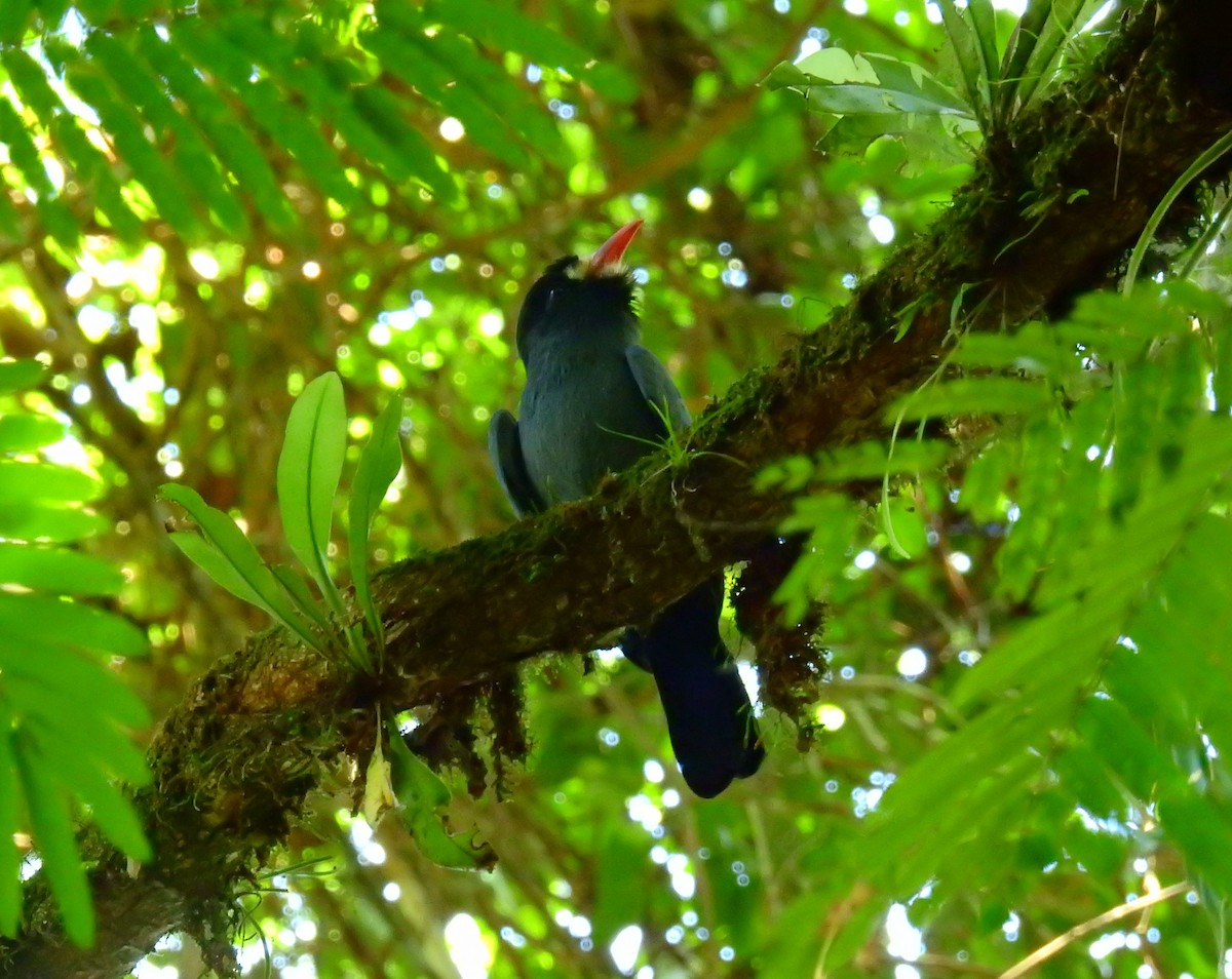 Neotropic Cormorant - ML646855285