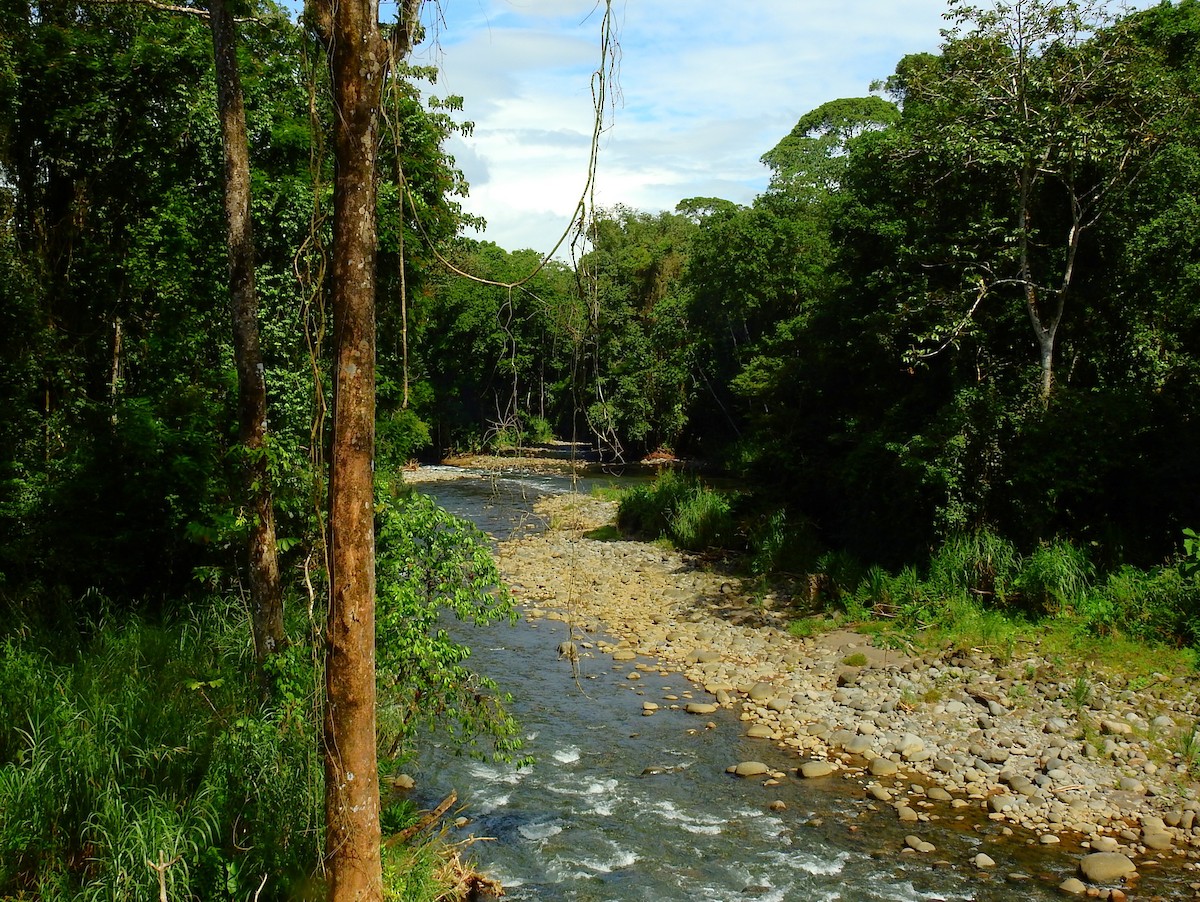 Neotropic Cormorant - ML646855286