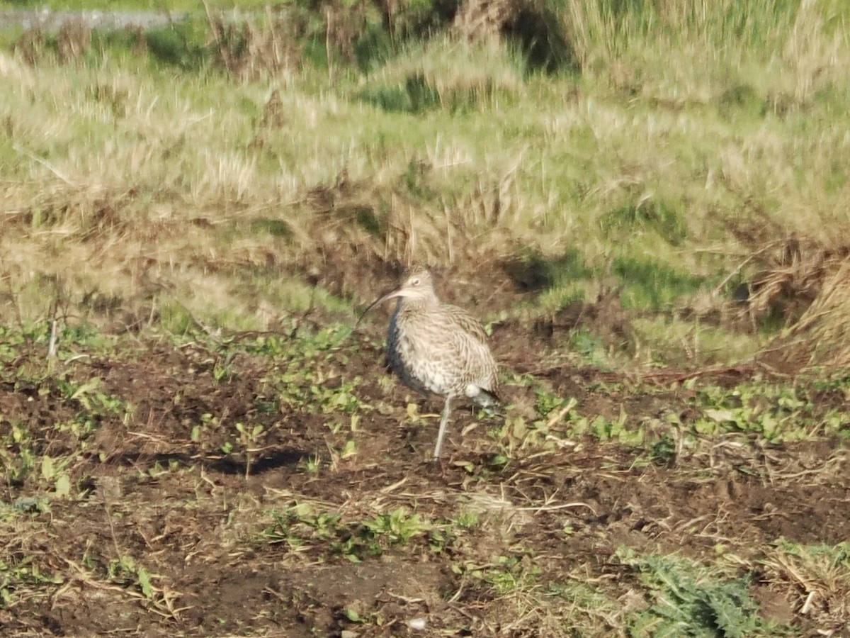 חרמשון גדול - ML646855287