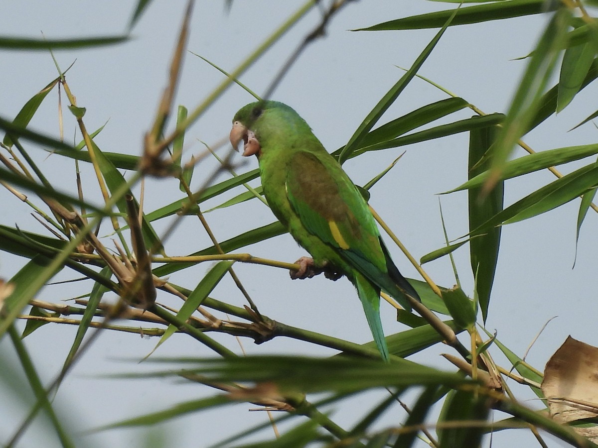 Orange-chinned Parakeet - ML646855289