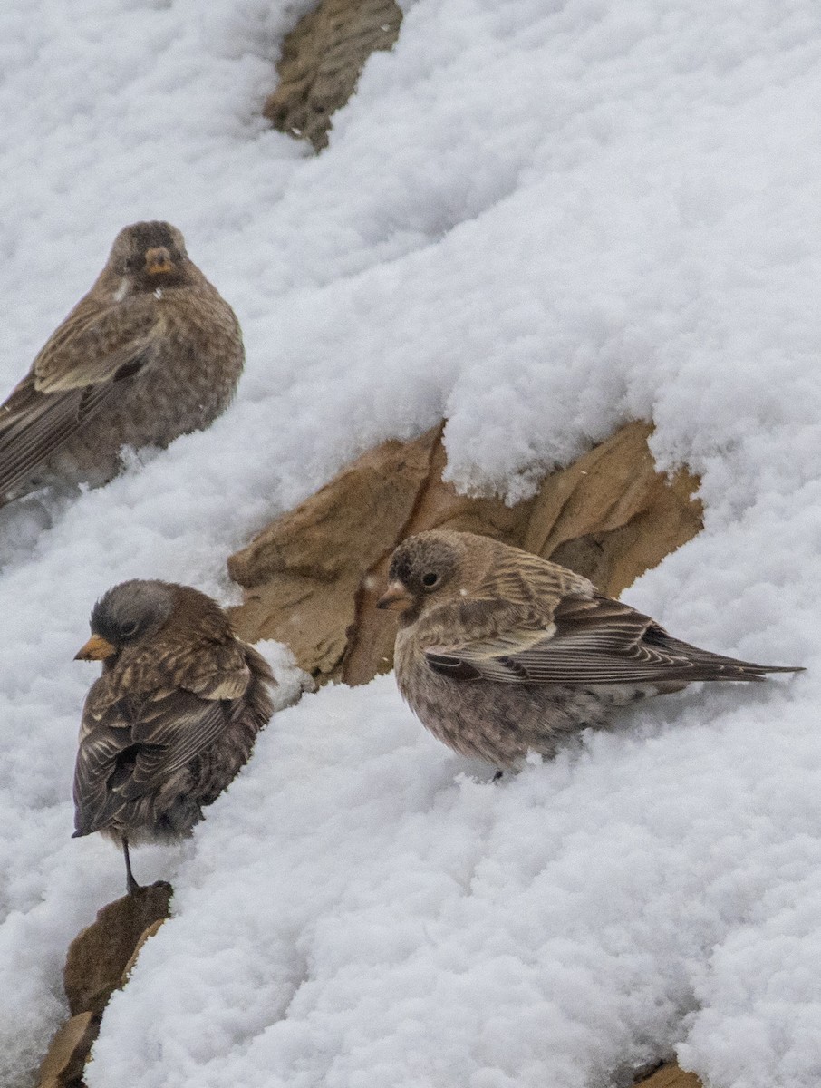 Gray-crowned Rosy-Finch - ML646855290