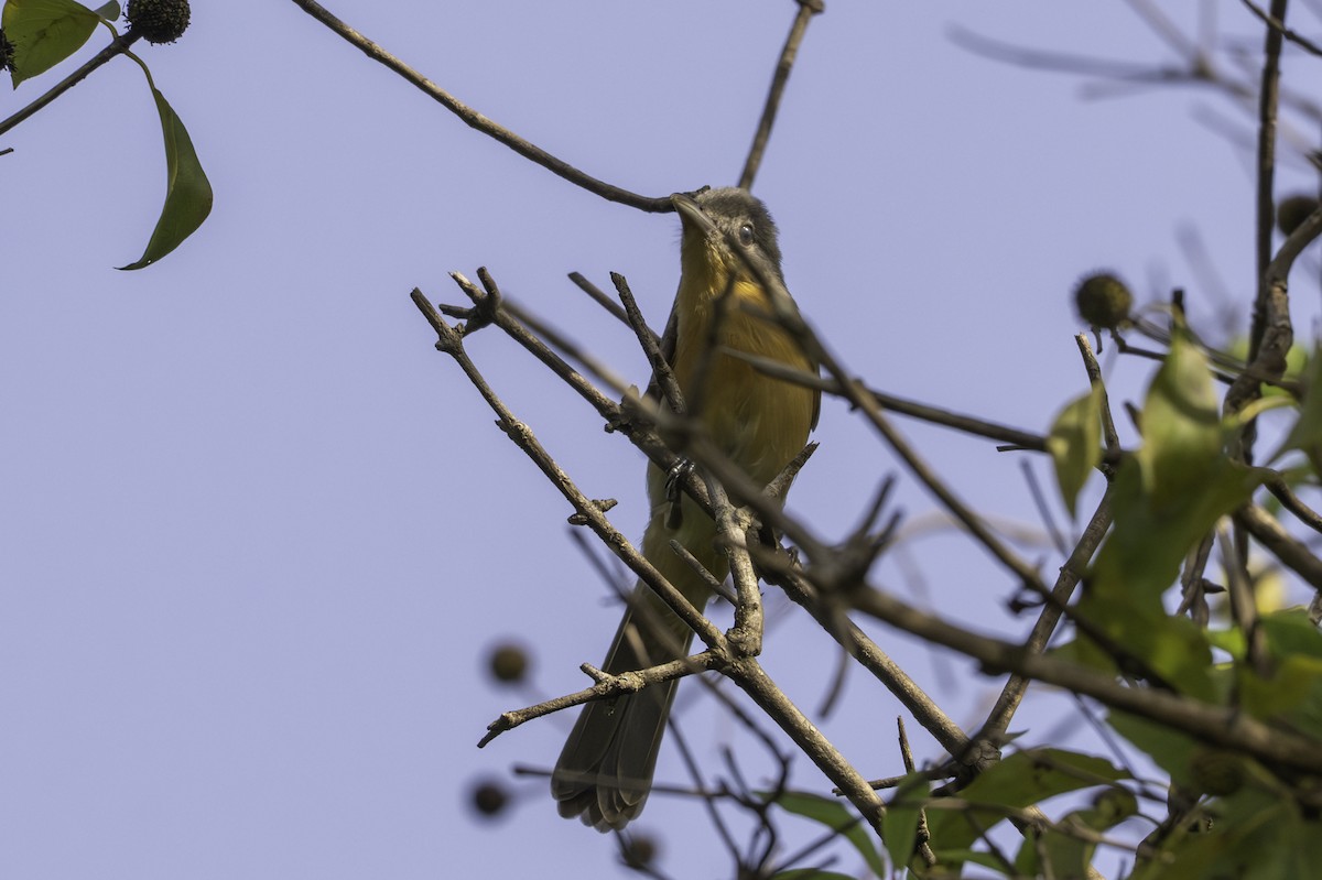 Northern Puffback - ML646855291