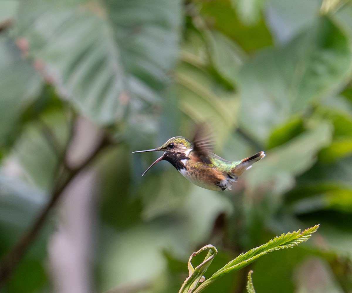 Meksika Arı Kolibrisi - ML646855292