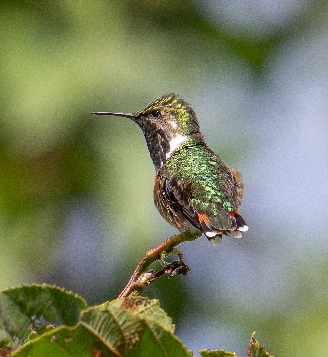 Meksika Arı Kolibrisi - ML646855293