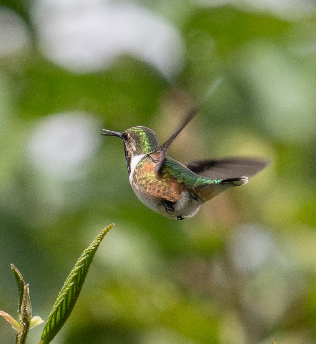 Colibrí de Eloísa - ML646855294